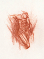 Anatomical Study, Torso 5